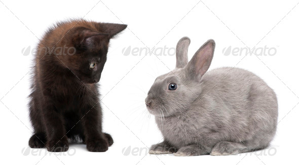Black kitten playing with rabbit in front of white background - Stock Photo - Images