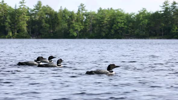 Common Loon on a Lake in Maine