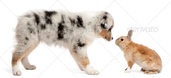 Blue Merle Australian Shepherd puppy face to face with rabbit, sitting in front of white background - Stock Photo - Images