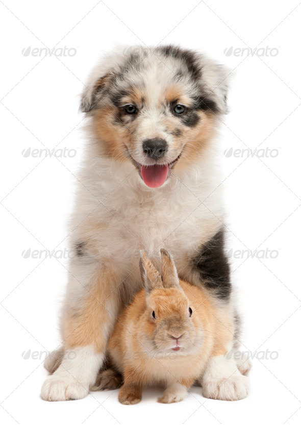Blue Merle Australian Shepherd puppy playing with rabbit, sitting in front of white background - Stock Photo - Images