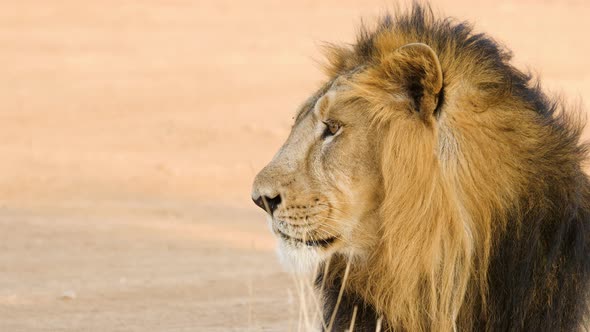 Asiatic Male Lion resting on the ground looks up to see what'sing and then is unbothered alt