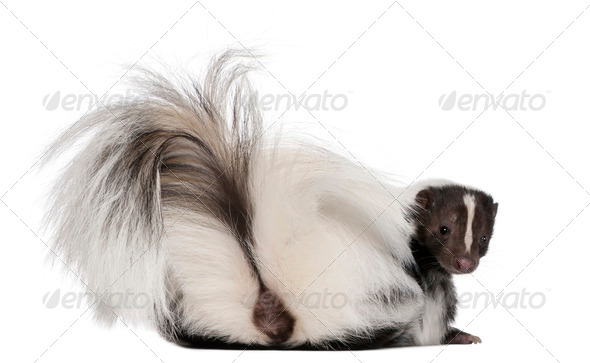Striped Skunk, Mephitis Mephitis, 5 years old, lying in front of white background - Stock Photo - Images
