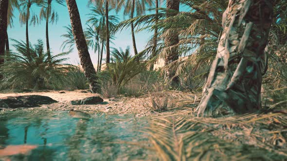 Green Oasis with Pond in Sahara Desert alt