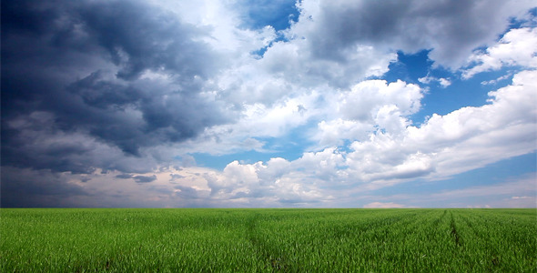 Field Of Green Ears And Cloudy Sky