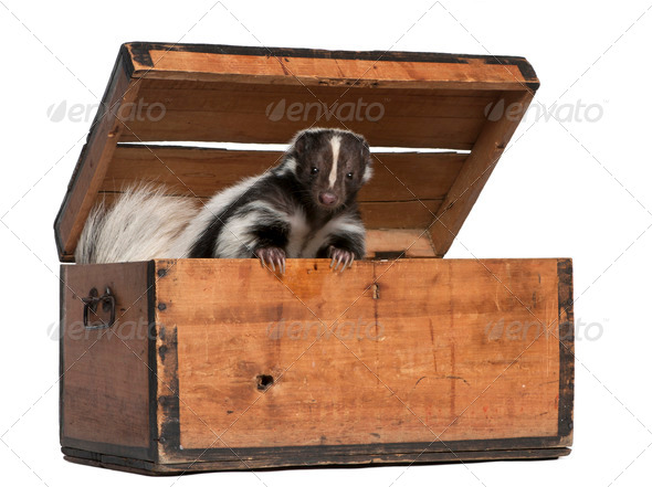 Striped Skunk, Mephitis Mephitis, 5 years old, coming out of box in front of white background - Stock Photo - Images