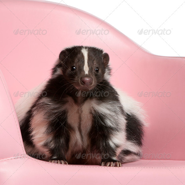 Striped Skunk, Mephitis Mephitis, 5 years old, sitting on pink armchair in front of white background - Stock Photo - Images