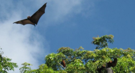 Wonderful nature, roses and flowers