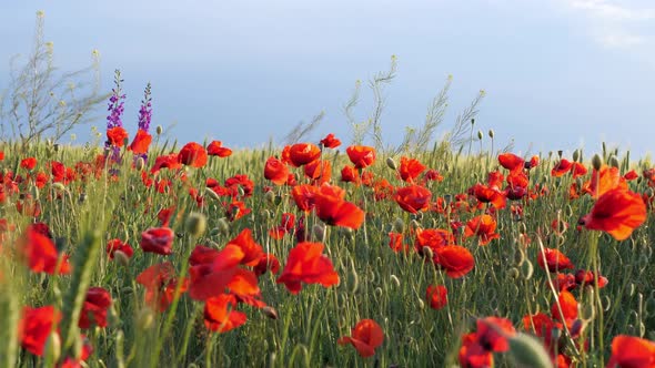 Poppy field at sunset. Red poppies and other wildflowers in sunset light. Summer nature concept.