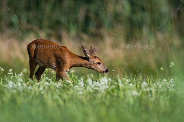 Elegant roe deer doe stretching neck and sniffing a flower on blooming meadow - Stock Photo - Images