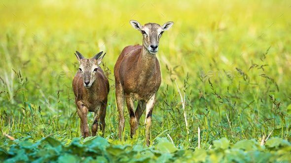Female mouflon with young walking forward and looking on field in summer - Stock Photo - Images