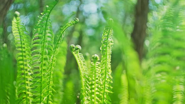 Bright Green Young Fern Leaves Lit By The Sun
