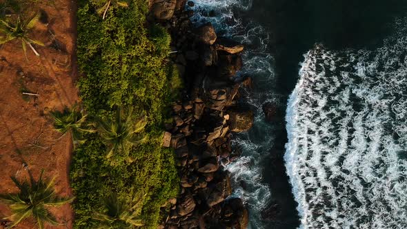 Aerial of Coconut Tree Hill, isolated palm trees. Mirissa, Sri Lanka alt