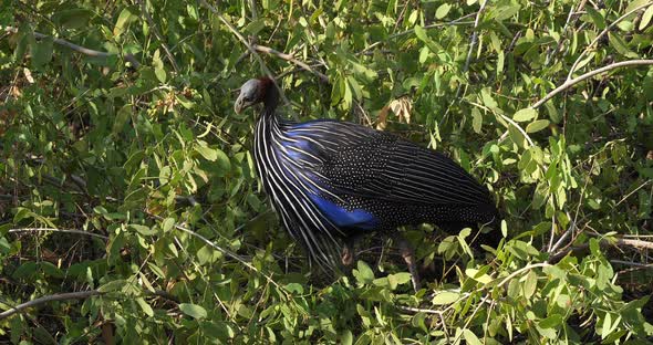 Vulturine Guineafowl, acryllium vulturinum, Adult perched in Tree, Samburu Park, Kenya, Real Time 4K alt