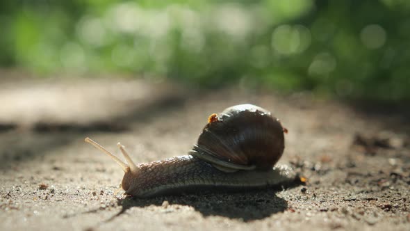 Grape Snail Slowly Crawling on a Sandy Surface alt
