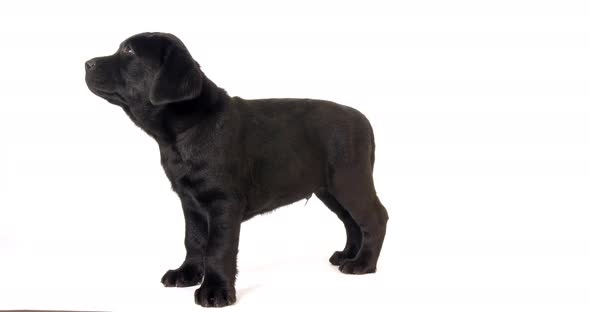 Black Labrador Retriever, Puppy Licking its Nose on White Background, Normandy, Slow Motion 4K alt
