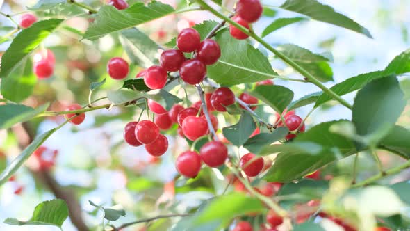Juicy Red Cherries Hang on a Tree alt