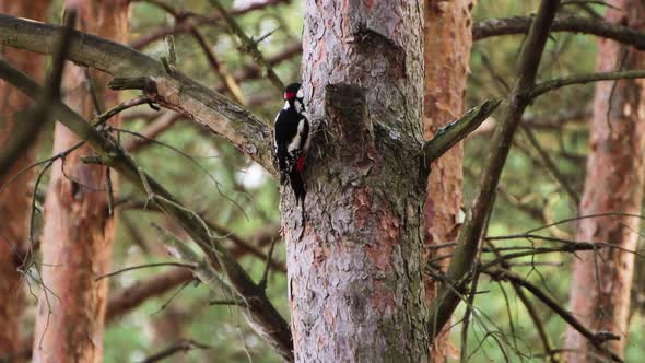 A Woodpecker with a Red Spot on Its Head Hollows Out the Bark with Its Beak alt