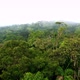 Flying over the canopy of a tropical forest, showing the large biodiversity - VideoHive Item for Sale