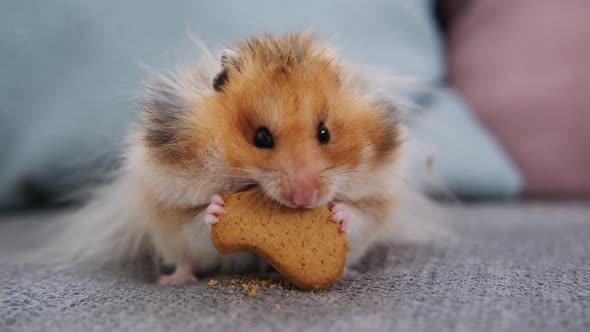 Cute Red Hamster Sits on the Couch and Eats a Cookie