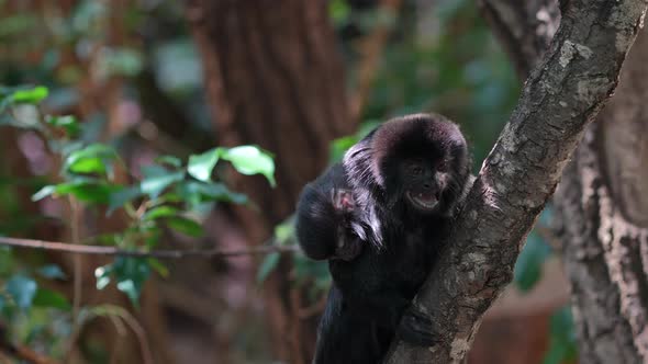 Cute young Tamarin Monkey perched on tree in jungle and screaming loud,close up alt