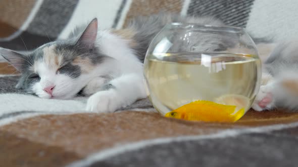 Domestic Cat with Fish alt