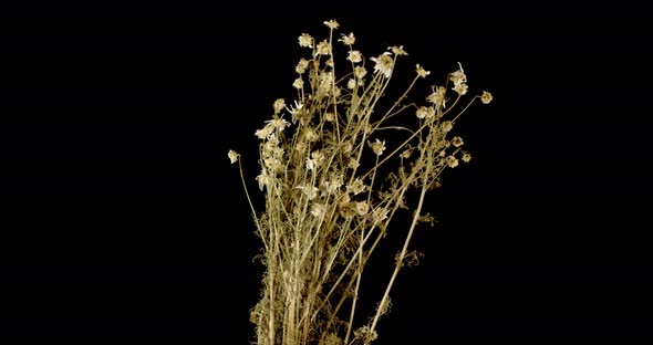 Chamomile Wildflowers. Dried Bunch Of Grass