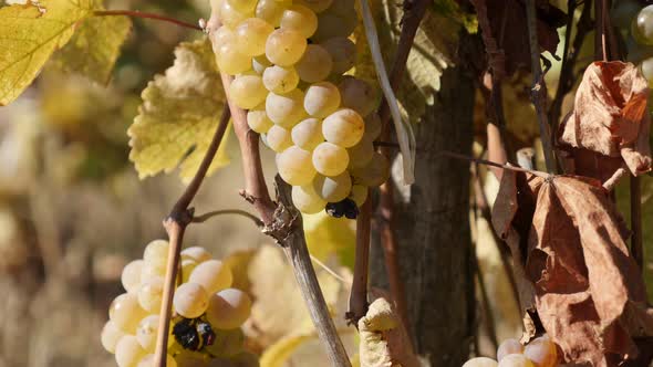 Vines of Vitis vinifera fruit with juicy looking cluster close-up 4K footage
