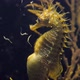 Seahorse Gutulatus Giving Birth Medium Short - VideoHive Item for Sale