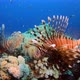 Underwater Lionfish Tropical Coral Reef - VideoHive Item for Sale