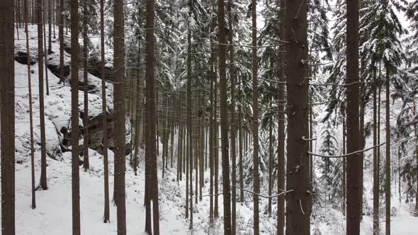 Drone shot of a winter forest in the Bohemian Paradise.  alt