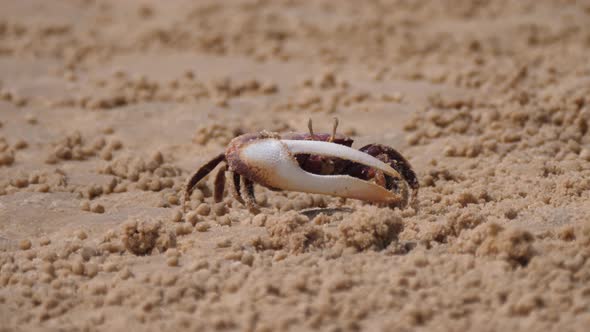 Fiddler crab sifting sand for food particles  alt