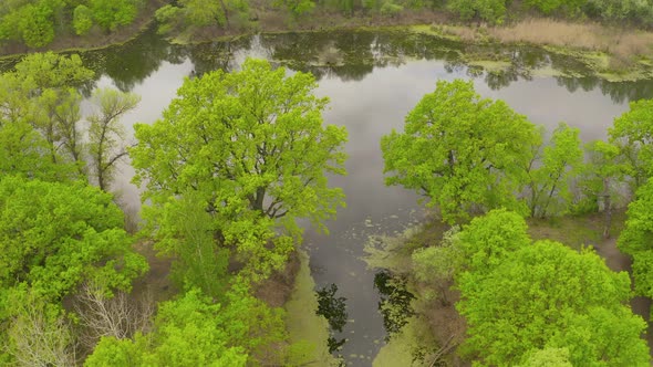 the River and Its Canals Surrounded By Oaks, Water Is Covered with Algae