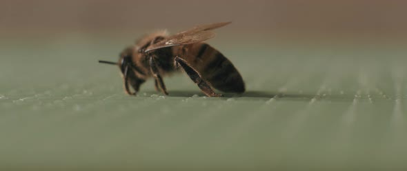 A close up of a bee crawling slowly