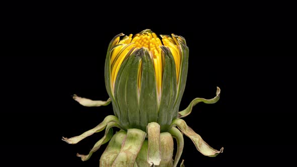 Time Lapse of Flower Dandelion on Black