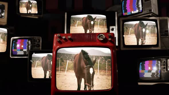 Horse With Open Mouth On Field and Retro TVs. 4K.