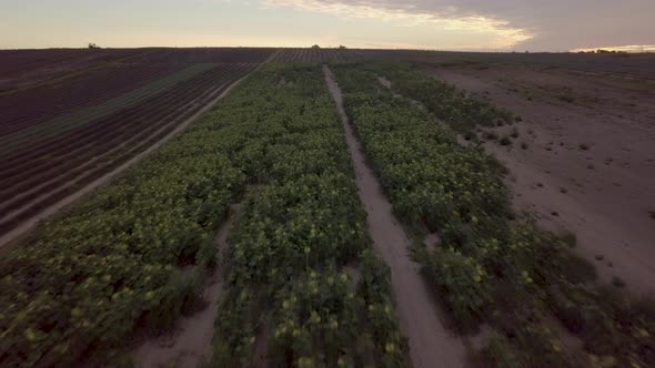 Aerial footage of sunrise behind sunflower and lavender fields alt