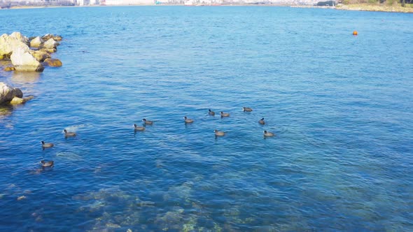 Istanbul Maltepe Bosphorus Aerial View Sea Ducks alt