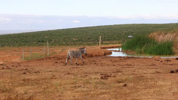 Zebra Approaching to Waterhole alt