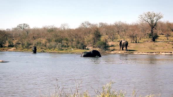 group of elephant taking a bath alt