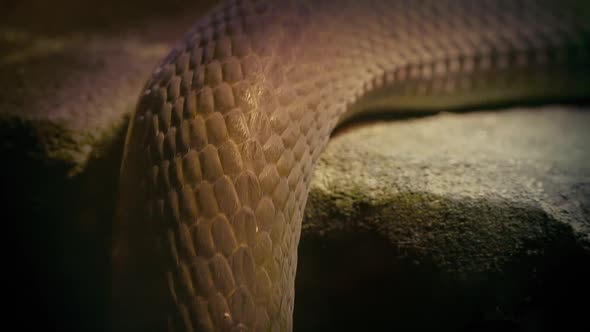 Snake Slithering over Ledge alt