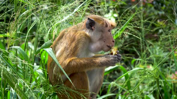 Wild Monkey Eating Fruits in Tropical Forest Park. Close-up.