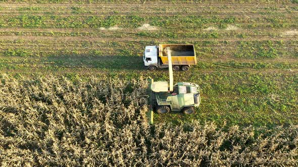 Aerial View Combine Harvester Collect Corn In Field And Pour It In Truck Trailer alt