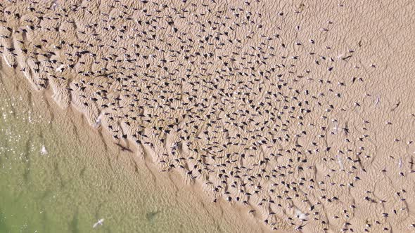 Drone descends on flock of terns sitting on sandbank before taking off alt