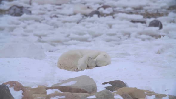 Single polar bear curling into ball for a nap on pure white snow alt