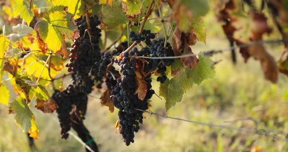 Red Grapes at Sunset Light alt