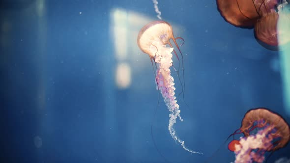 Jellyfish swimming in an aquarium