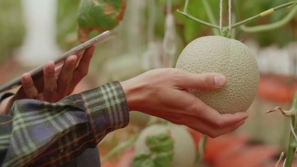 Hands Of Farmer Checking Melon And Documenting Data Of Melons In Organic Farms With Tablet alt