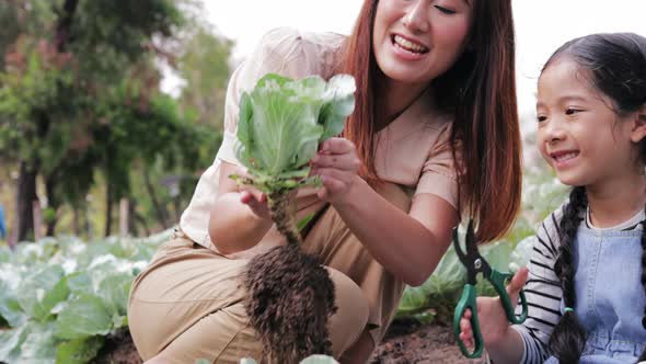Happy Asian woman, Boy, and girl helping picking cabbage in a vegetable farm