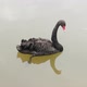 Swan Swimming in River - VideoHive Item for Sale