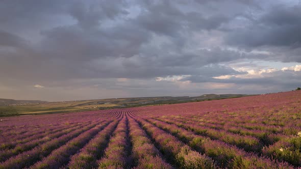 Aerial Nature Landscape Video